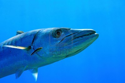 barracuda